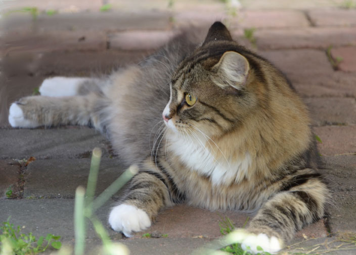 sibirisk katt