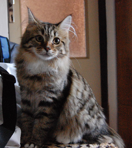 sibirisk katt