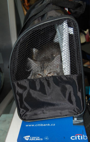 sibirisk katt Zinnie