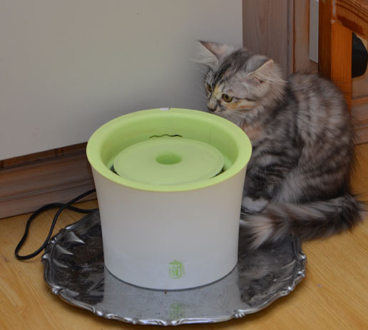 sibirisk kattunge