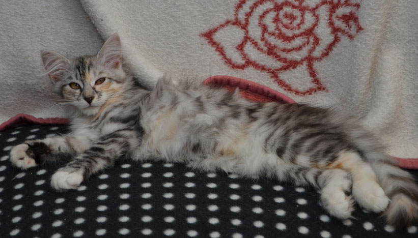sibirisk kattunge