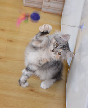 sibirisk kattunge