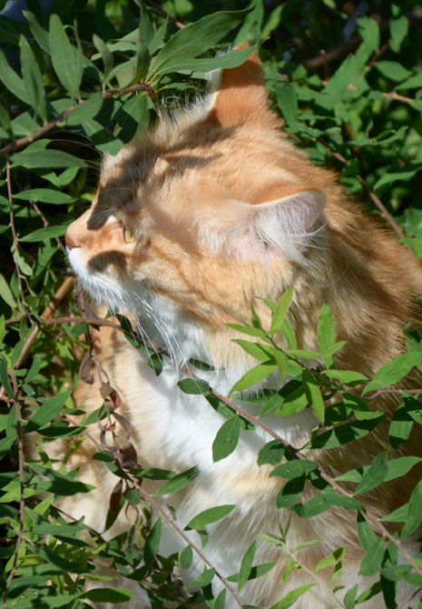 sibirisk katt