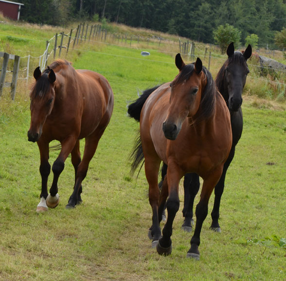 Hästar