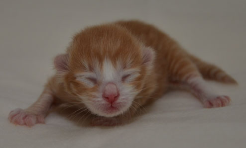 sibirisk kattunge