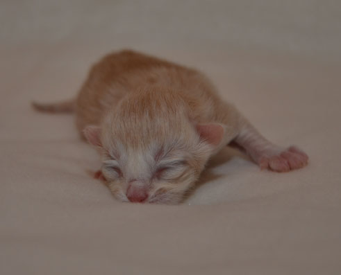 sibirisk kattunge