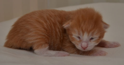 sibirisk kattunge