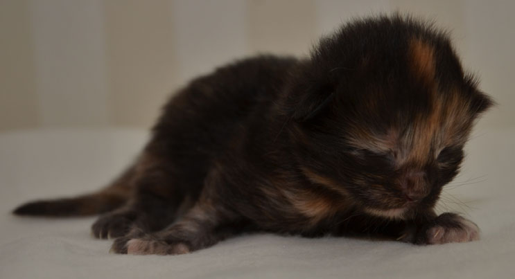 sibirisk kattunge