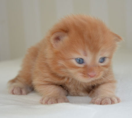 sibirisk kattunge