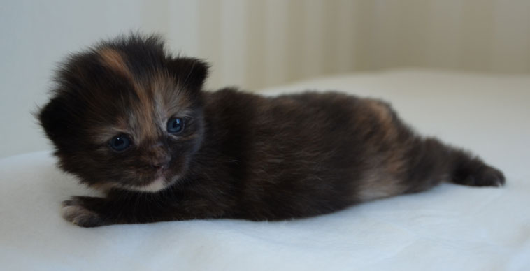 sibirisk kattunge