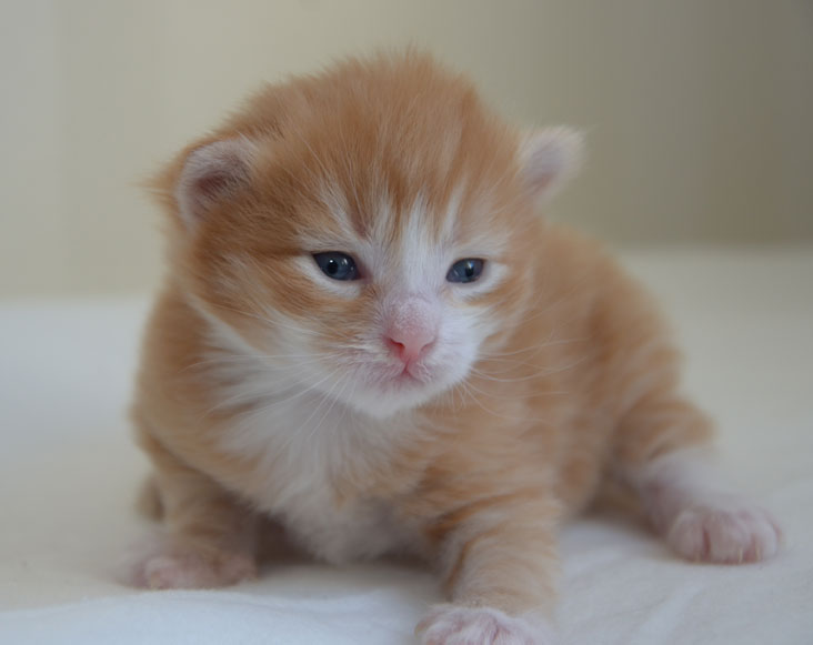 sibirisk kattunge
