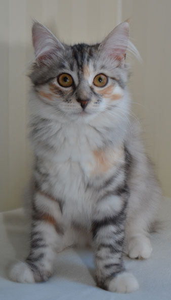 sibirisk kattunge