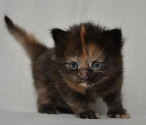 sibirisk kattunge