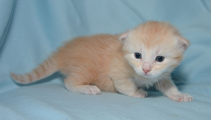 sibirisk kattunge