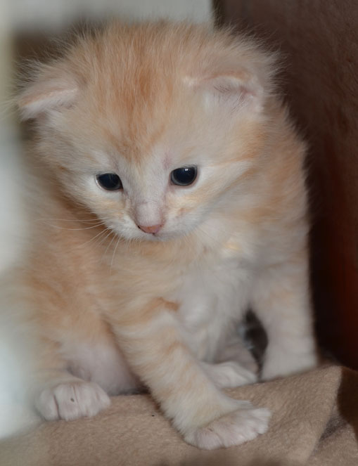 sibirisk kattunge