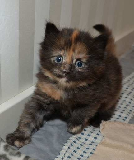 sibirisk kattunge