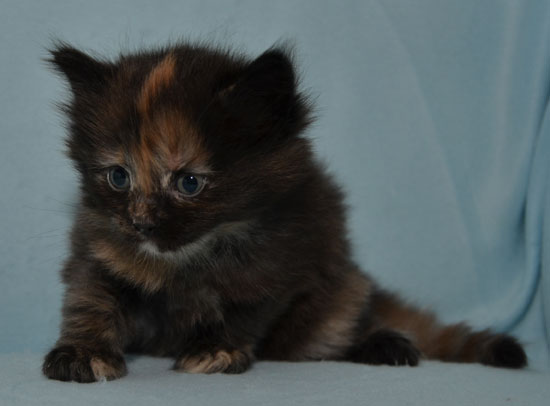 sibirisk kattunge