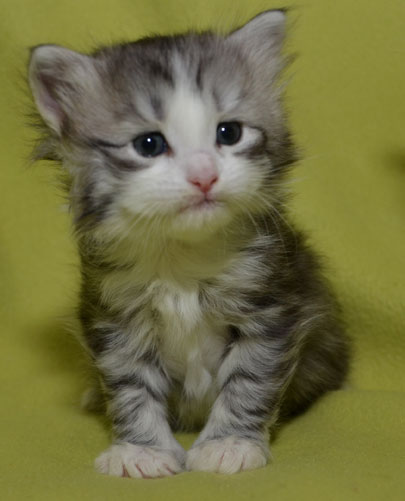 sibirisk katt