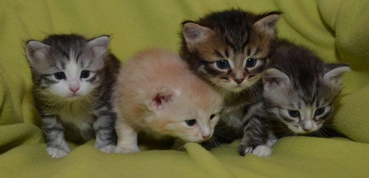 sibirisk kattungar