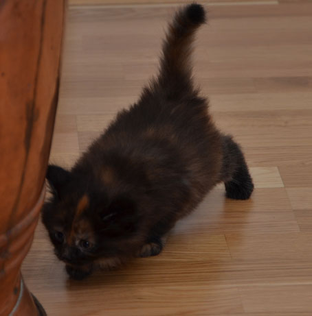 sibirisk kattunge