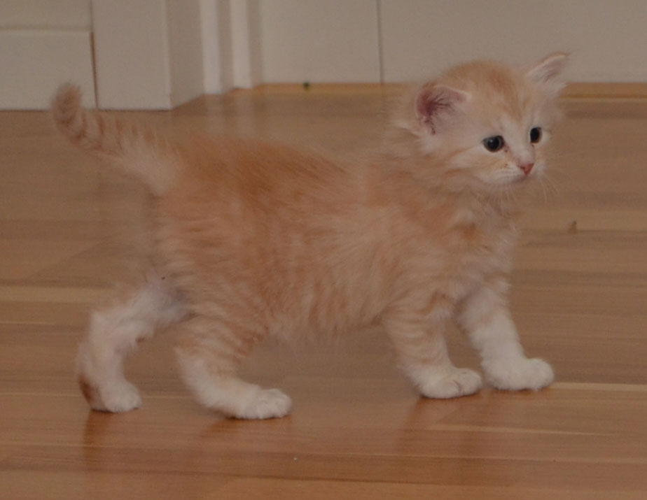 sibirisk katt
