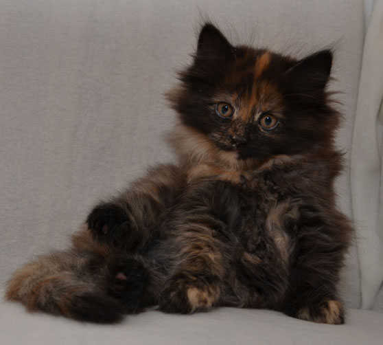 sibirisk kattunge