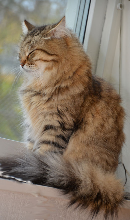 Sibirisk katt