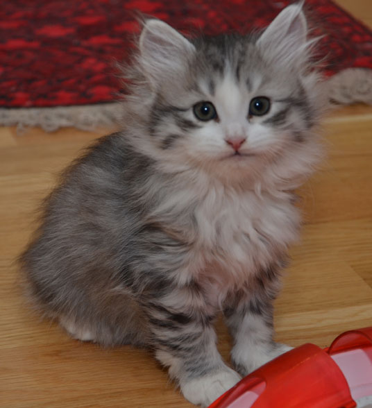 sibirisk kattunge Luna