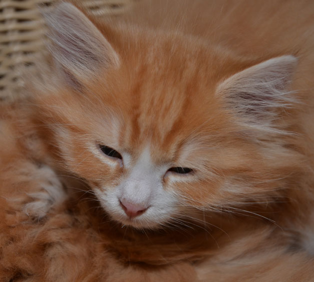 sibirisk kattunge