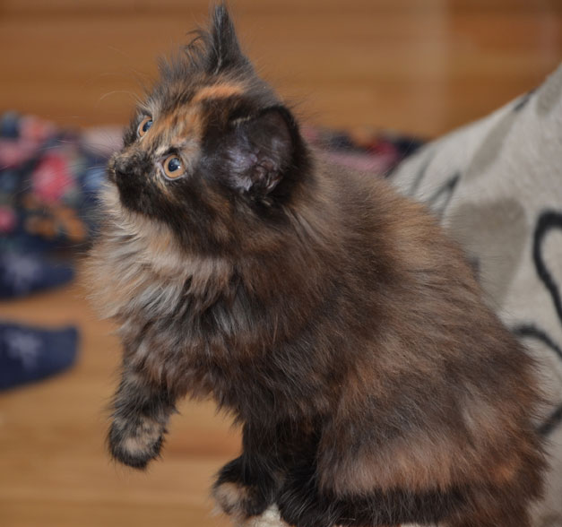sibirisk kattunge Kathleen