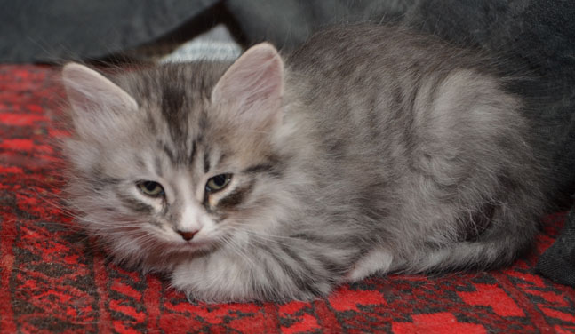 sibirisk kattunge Leonis