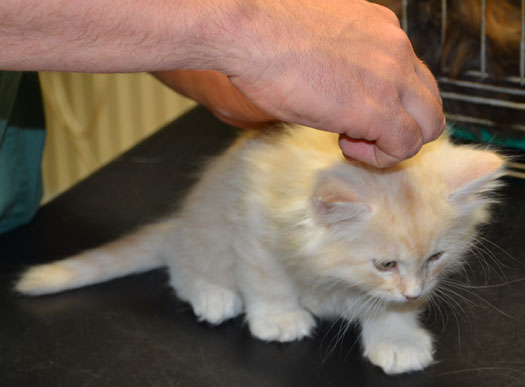 sibirisk kattunge