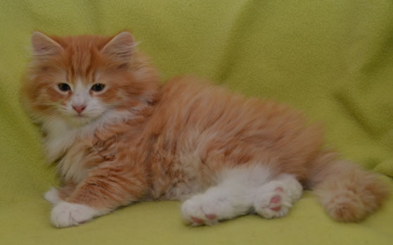 sibirisk kattunge