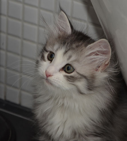 sibirisk kattunge