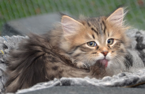 sibirisk kattunge