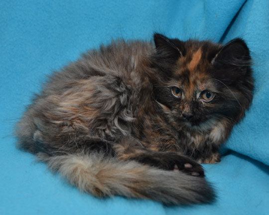 sibirisk kattunge Kathleen