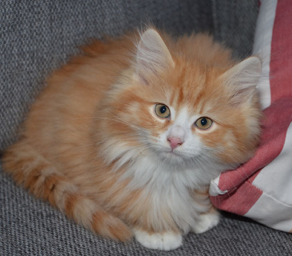 sibirisk kattunge