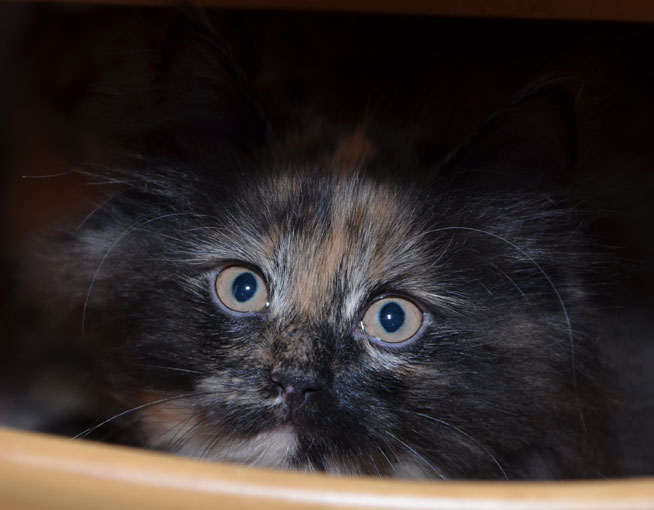 sibirisk kattunge