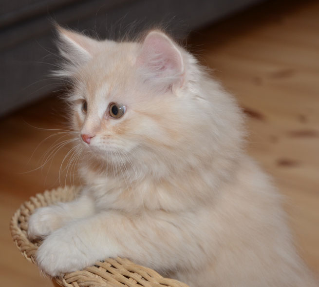sibirisk kattunge