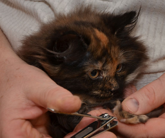 sibirisk kattunge