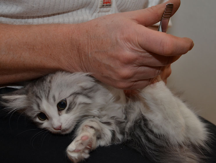 sibirisk kattunge