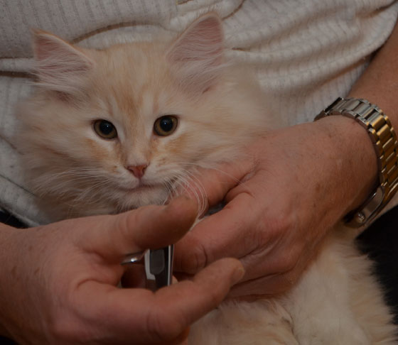 sibirisk kattunge