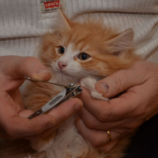 sibirisk kattunge
