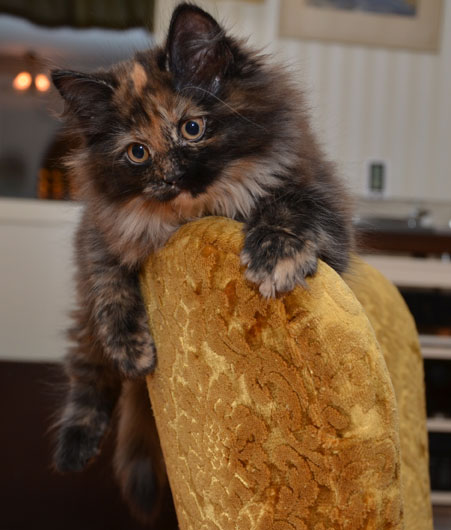 sibirisk kattunge