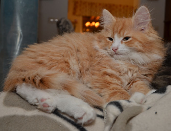 sibirisk kattunge