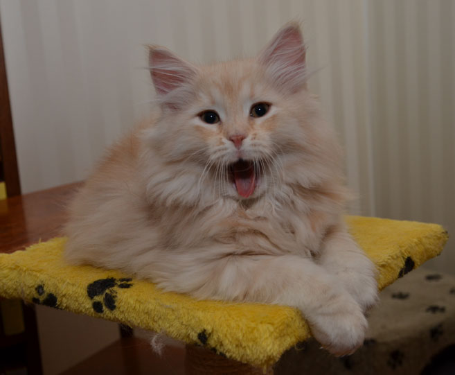 sibirisk kattunge
