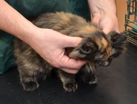 sibirisk kattunge