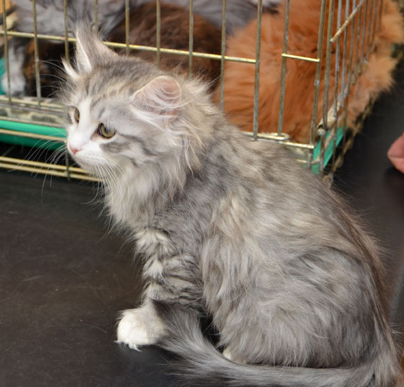 sibirisk kattunge