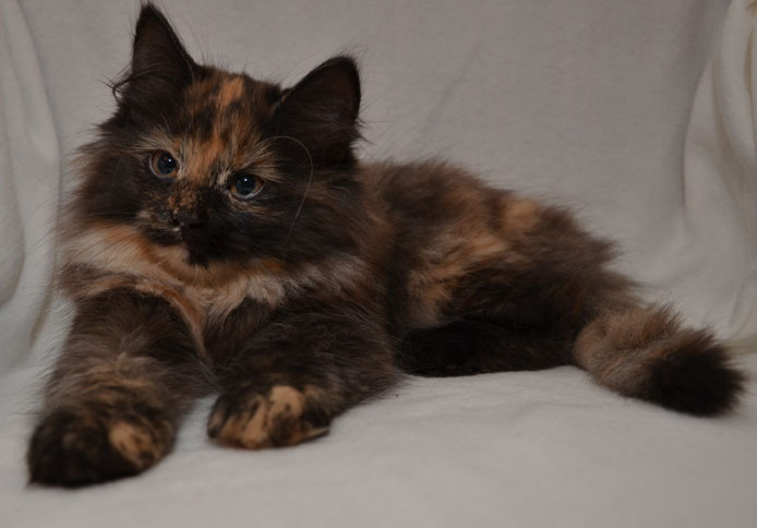 Sibirisk kattunge Kathleen