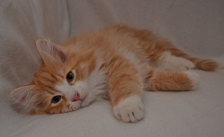 sibirisk kattunge